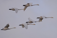 wilde zwanen (Cygnus cygnus) 1-2017 3636